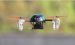 Квадрокоптер Walkera Devention Micro UFO QR Ladybird V2 (FPV) "Божья Коровка" с камерой и передатчиком RTF [HM-QR-Ladybird-FPV/DevoF4] 